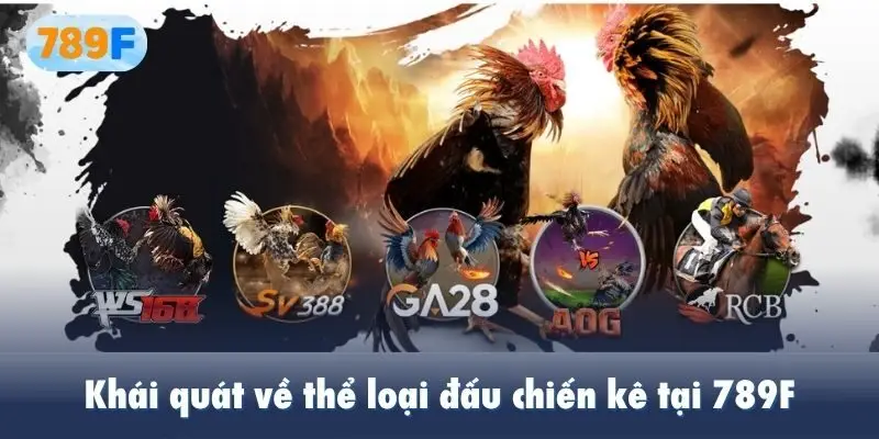 Khái quát về thể loại đấu chiến kê tại 789F